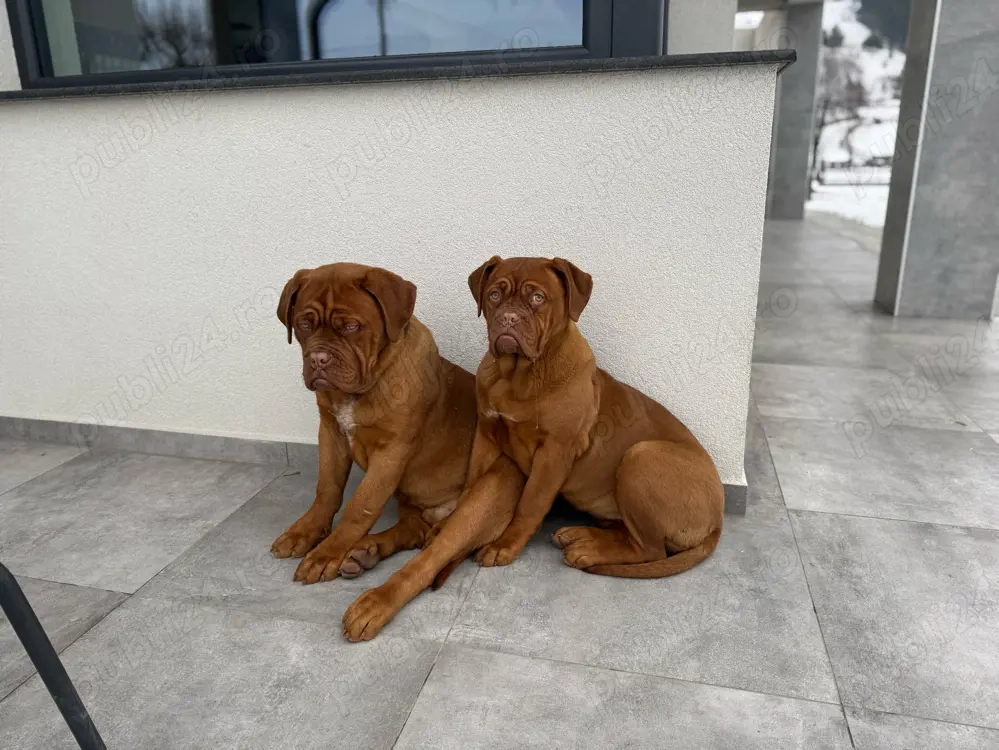 Disponibil  Dogue de Bordeaux femela, în vârstă de 6luni, provenit de la părinți campioni