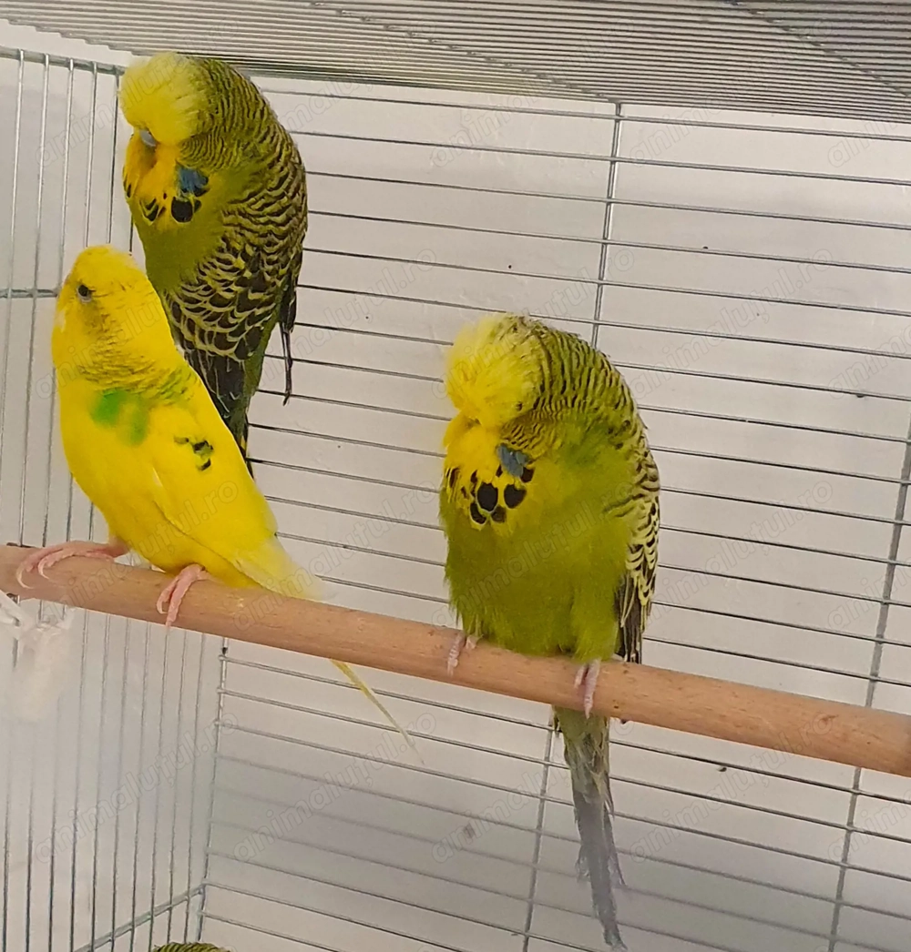 Perusi Standard 2025