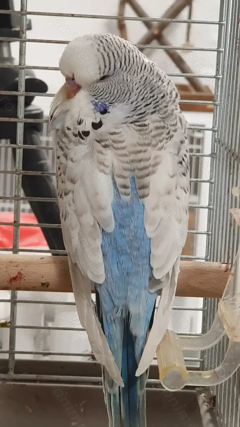 Perusi adulti dar si pui normali dar si standard blanzi