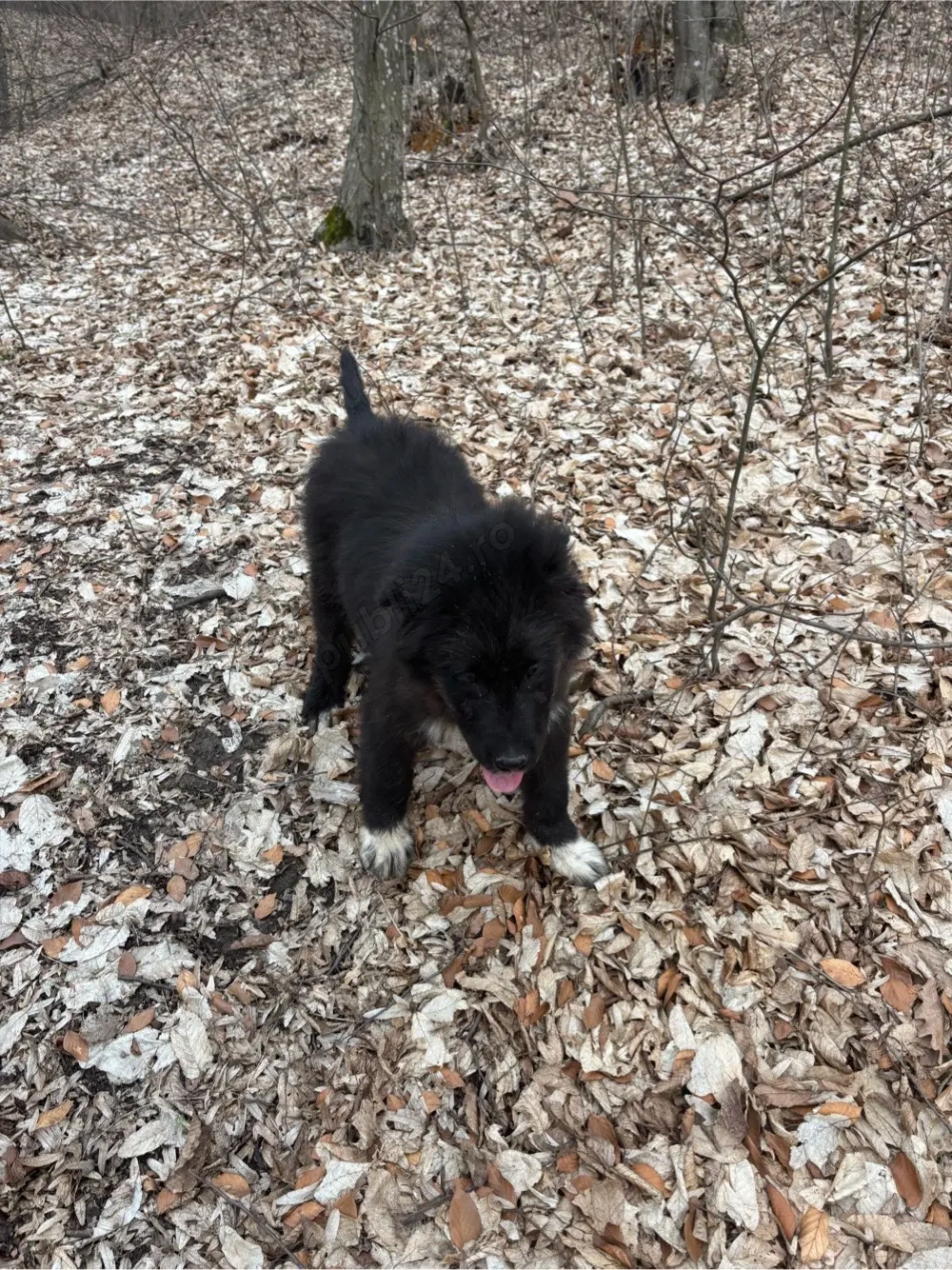 ciobanesc corb mascul