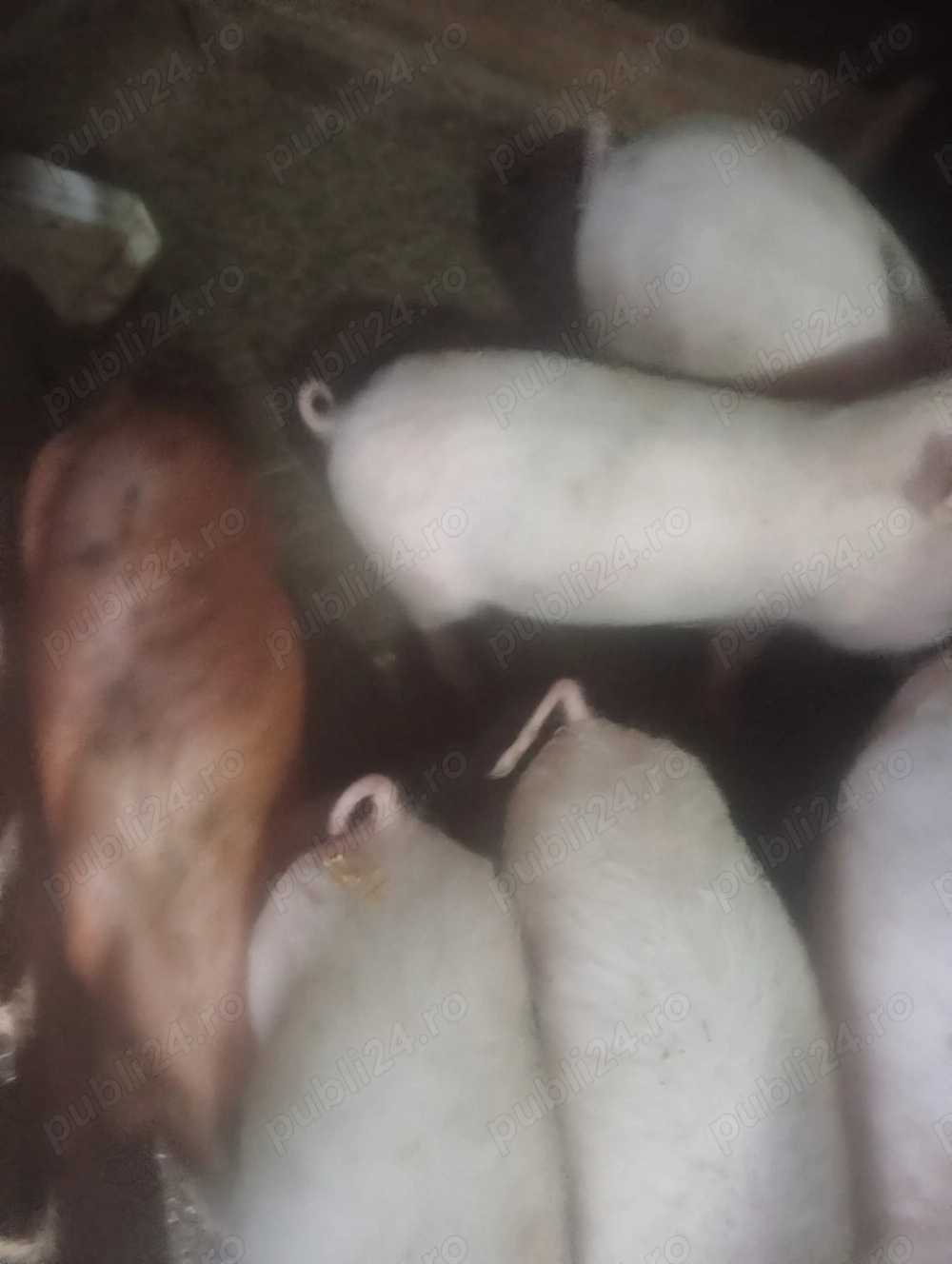 Vanzare soldani pietrian