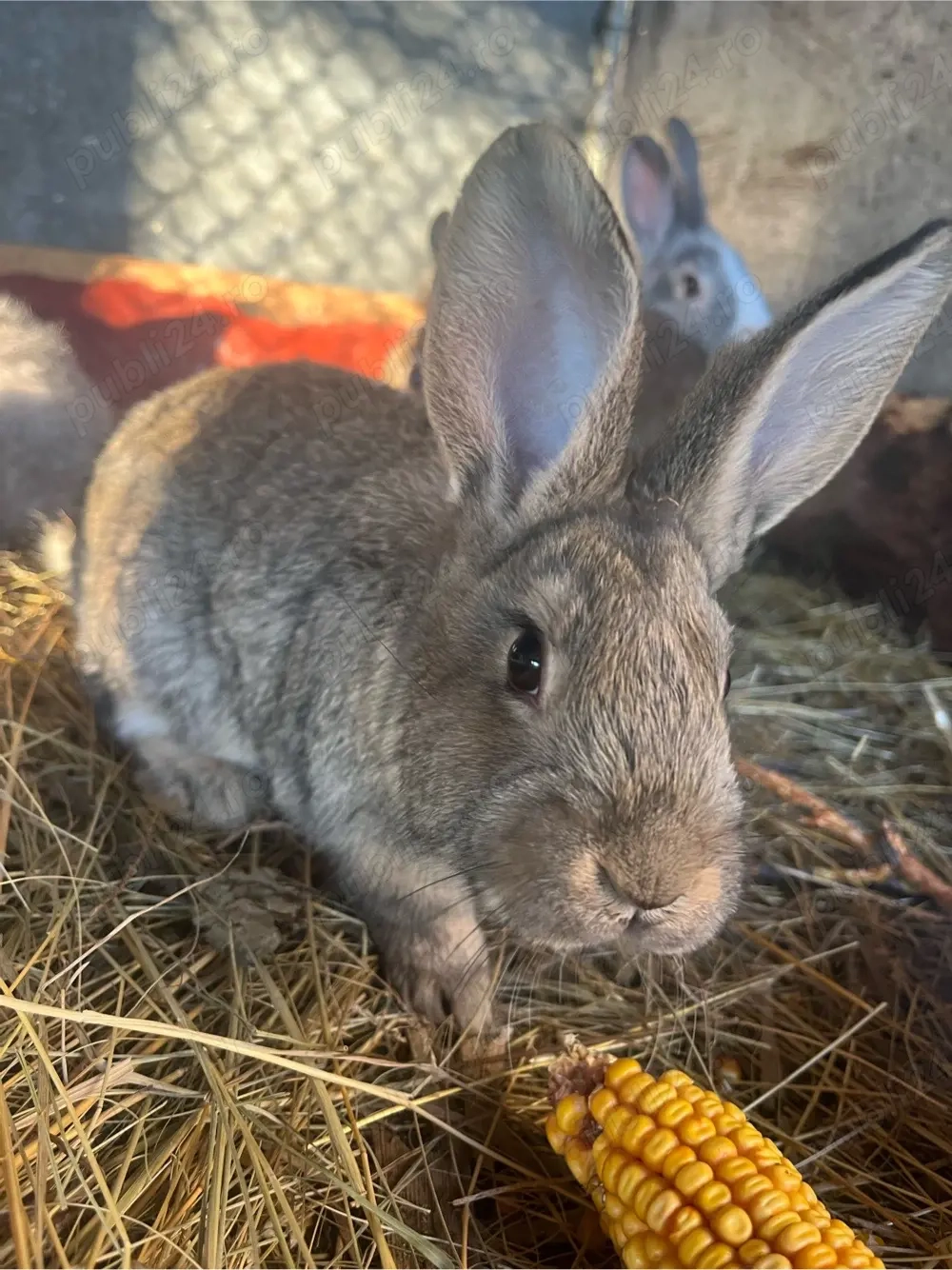 Iepurasi de vanzare-3 luni-Cap de lei&Urias german 