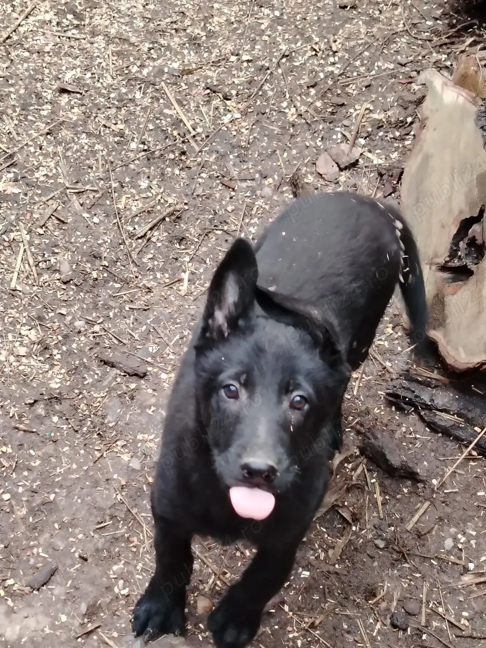 Căței Ciobănesc Belgian Malinois 