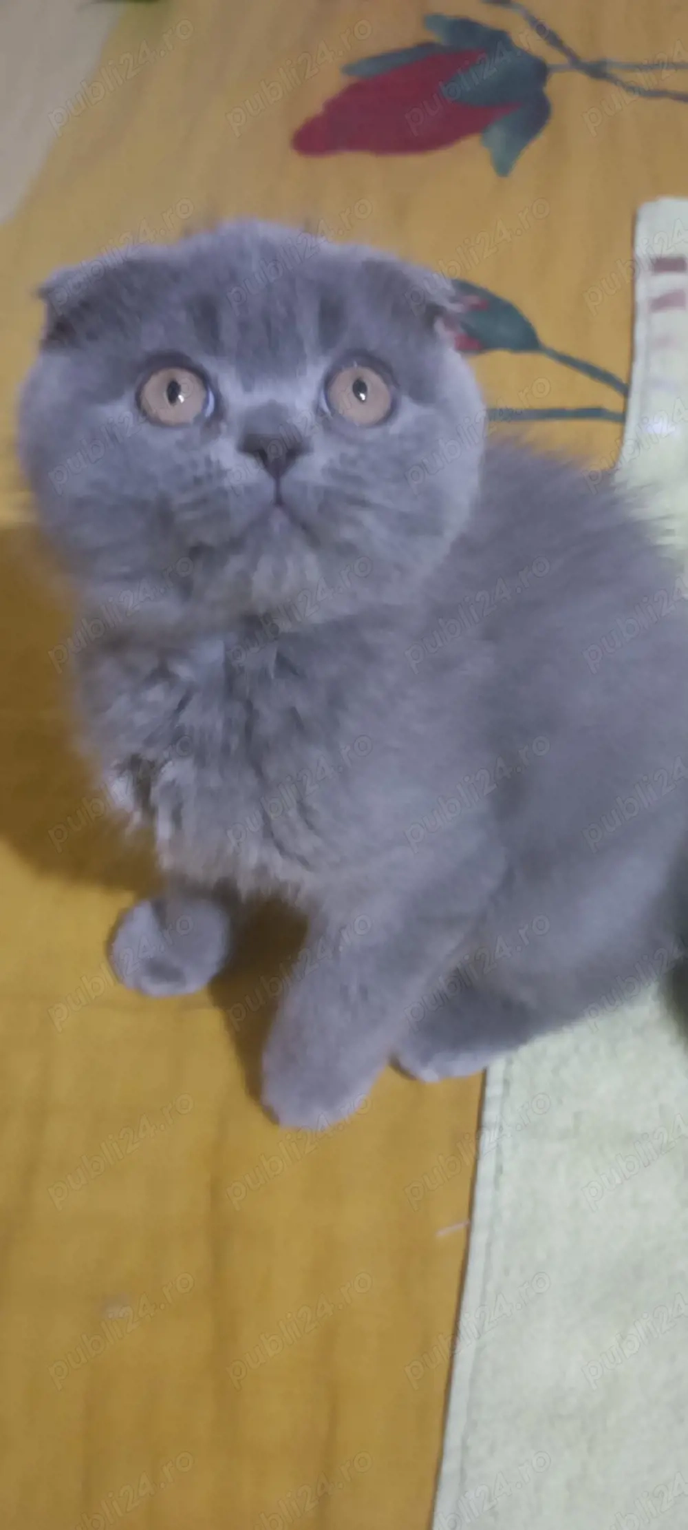 Pisoi din rasa scottish fold
