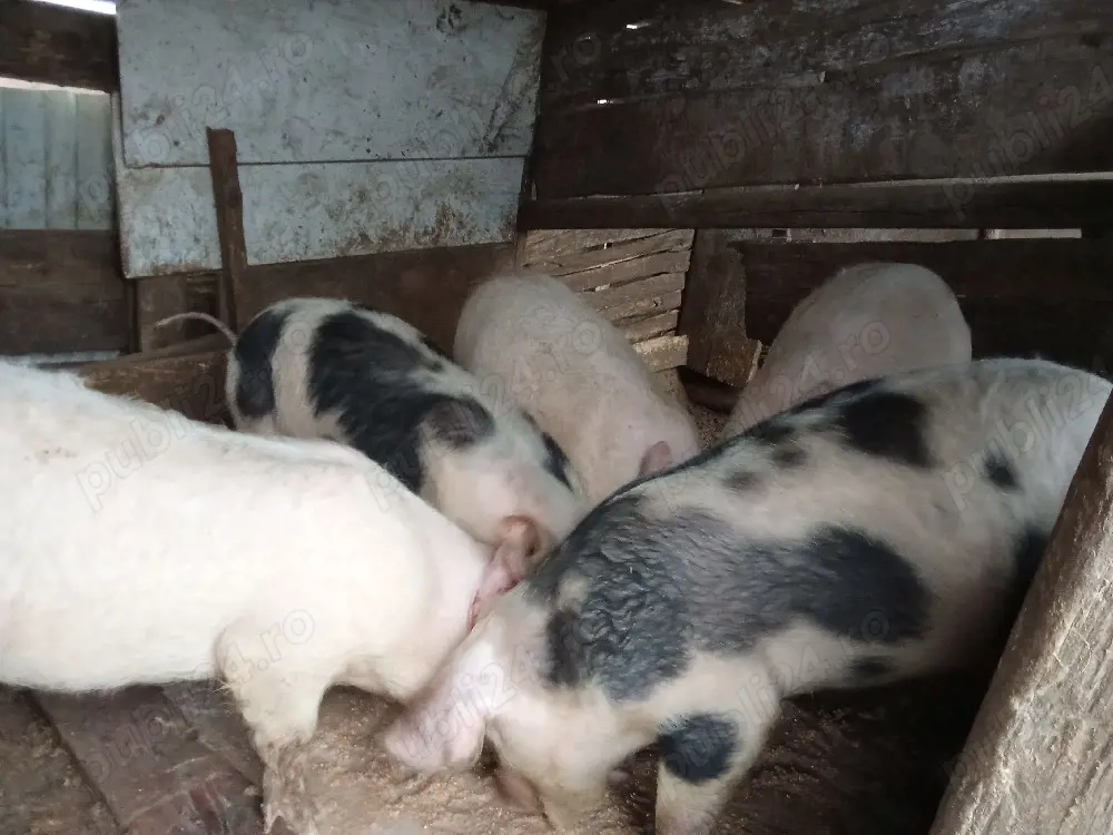 vand porci detalii la nr de telefon  