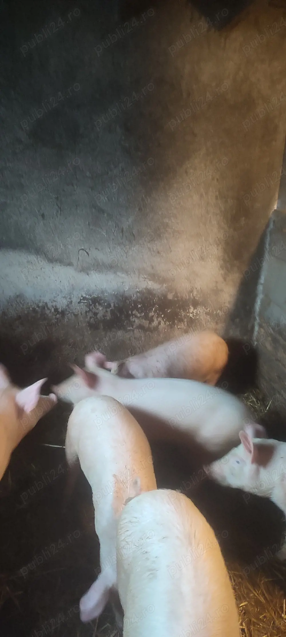 Soldani de vinzare marele alb au 6 luni 