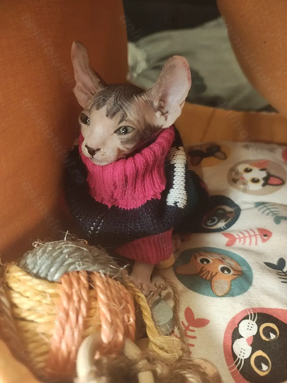 Motan sphynx sfinx cu primul vaccin și carnet de sanatate