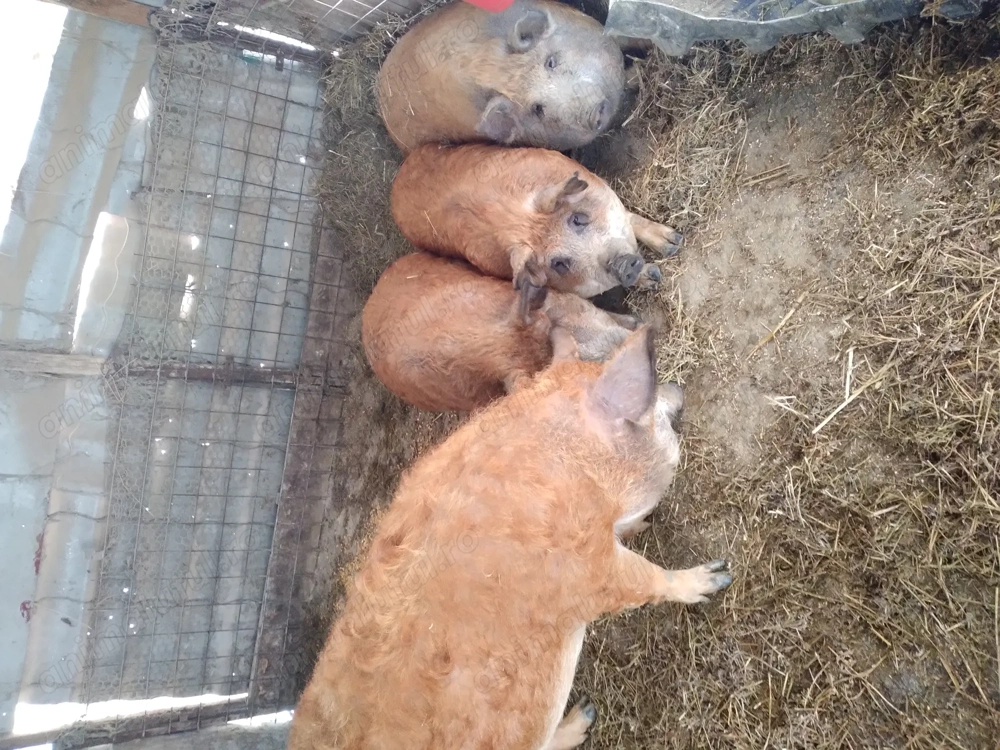 De vânzare porci mangalita 