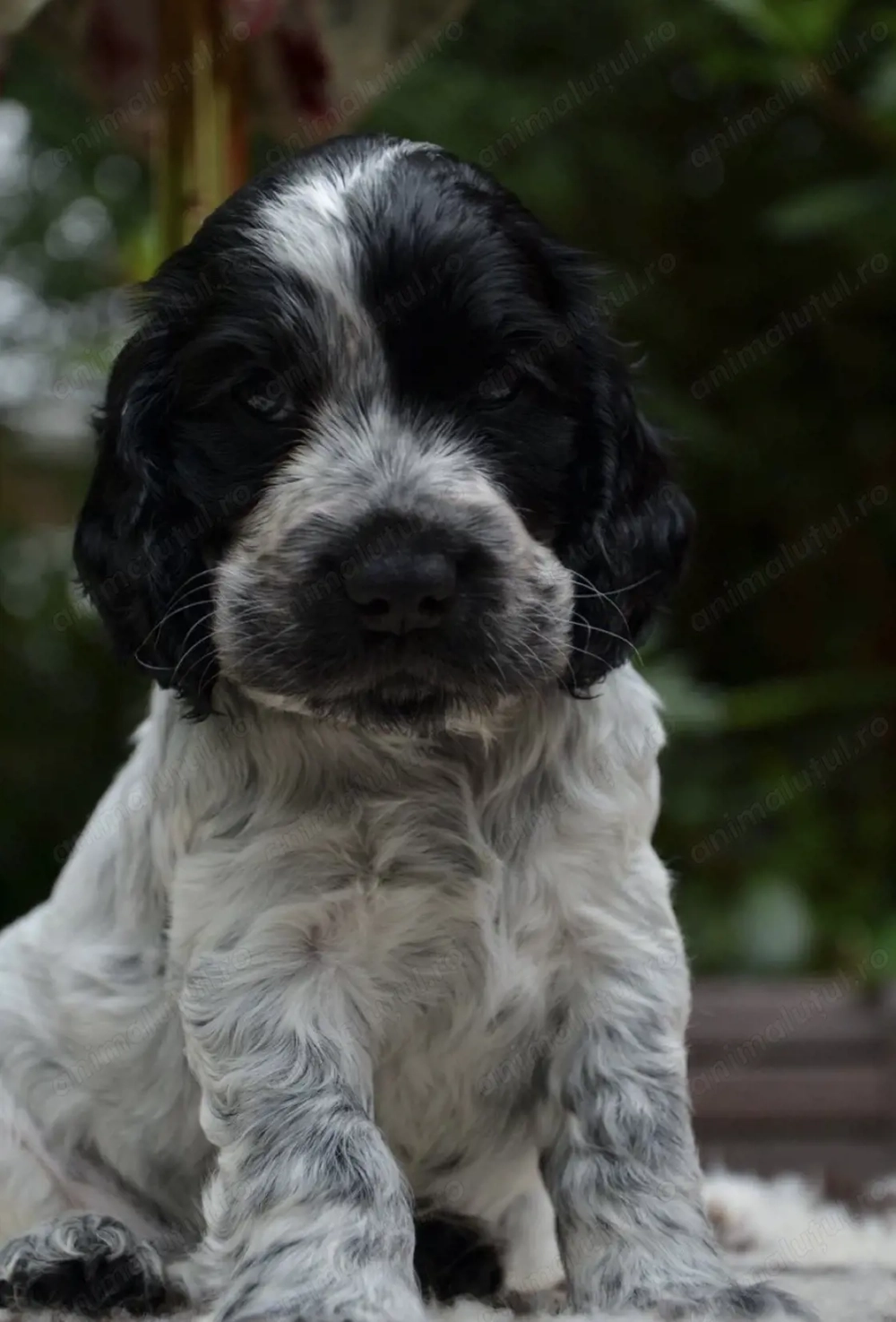 Cocker spaniol 1800 lei