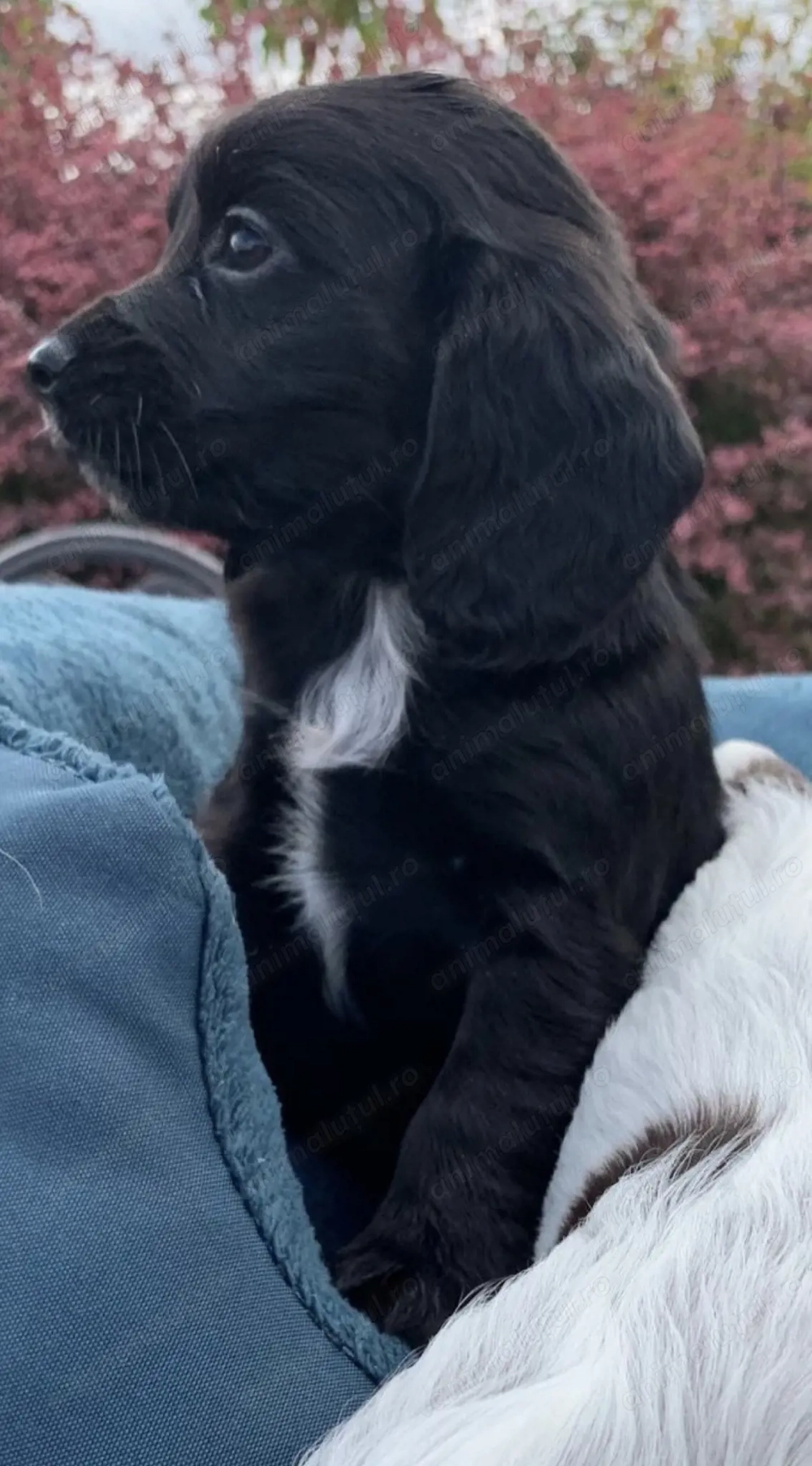 Cocker spaniol 2000 lei