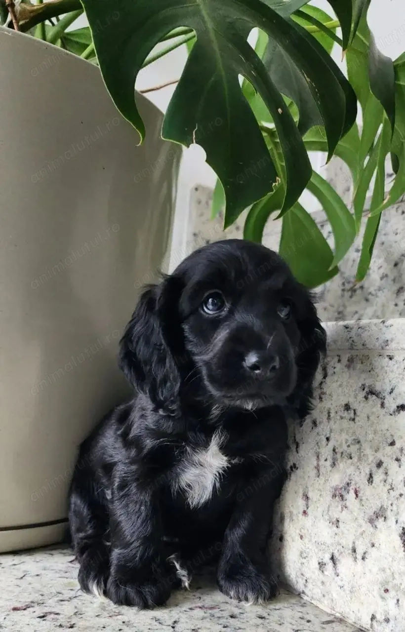 Cocker spaniel mascul