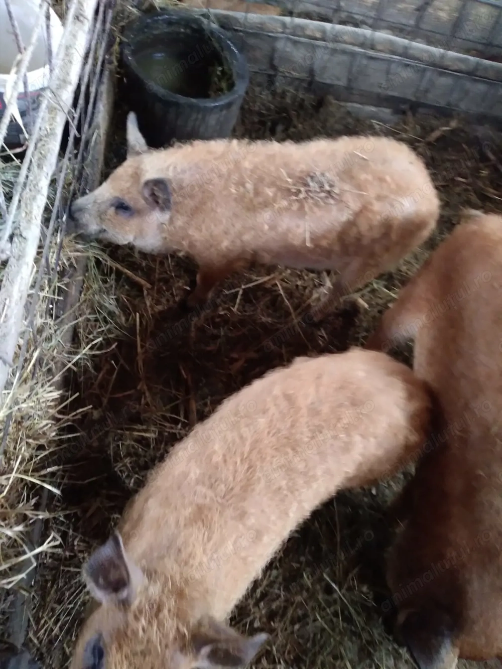 De vânzare porci mangalita