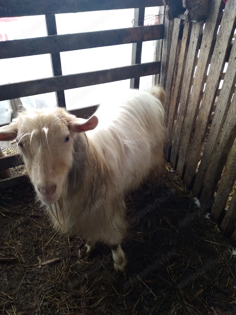 De vânzare capre și tap