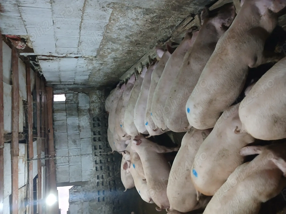 Purcei landras marele alb