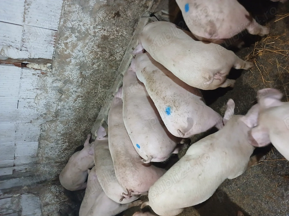 Purcei rasa de carne landras x duroc