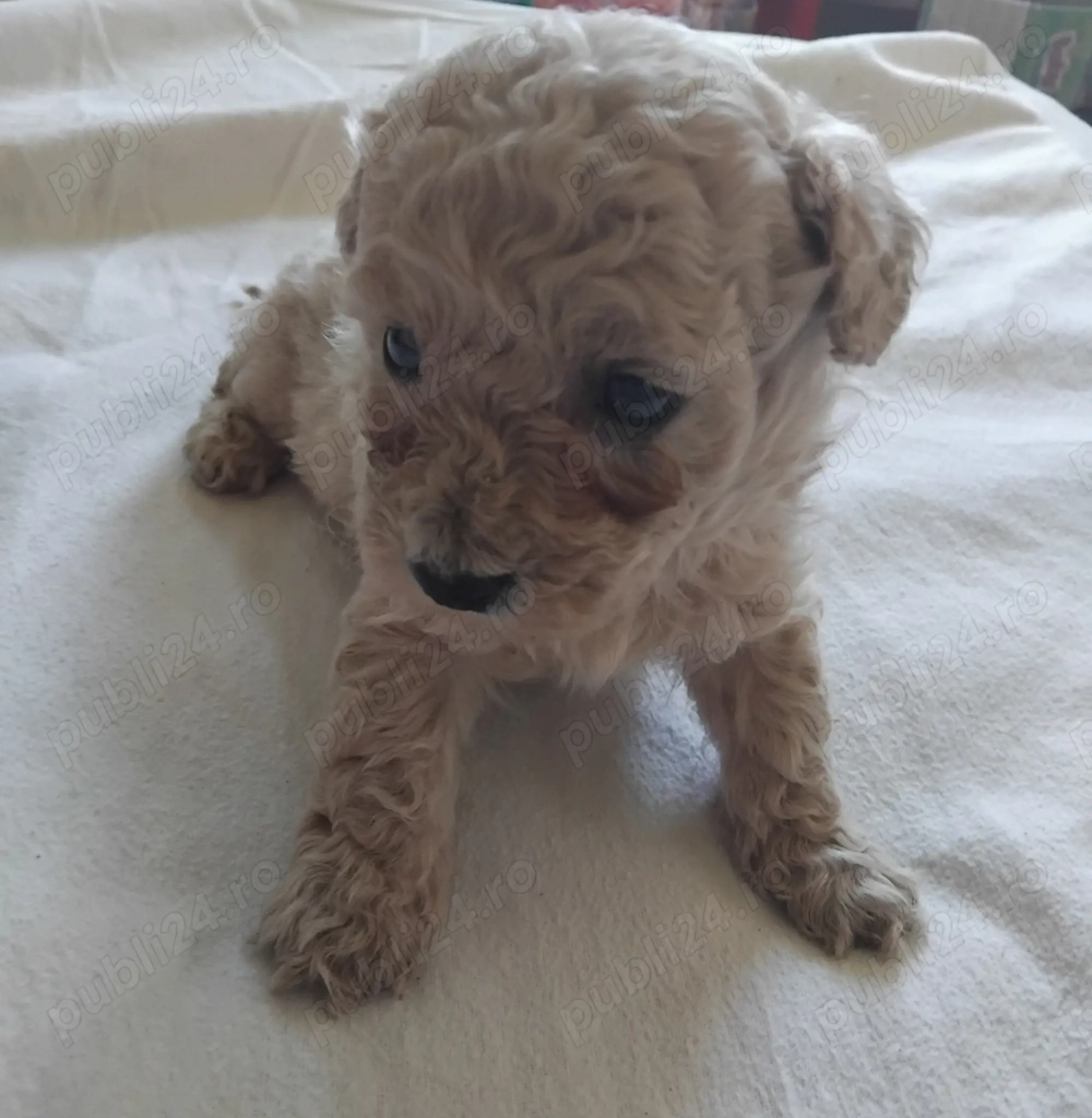 Puiuț de pudel toy crem