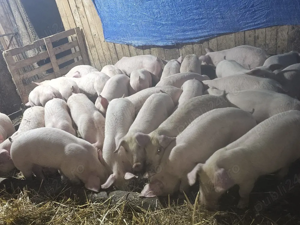 vând 12 soldani rasa de calitate de carne pic numa mascul castrați media 35 kg