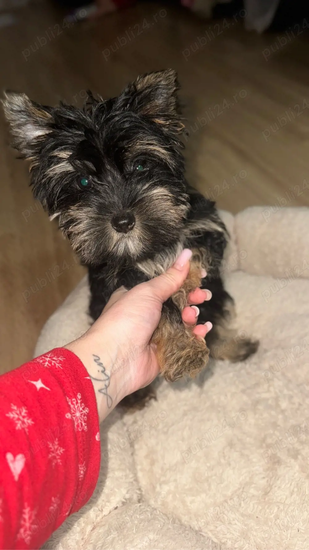 Yorkshire terrier mascul