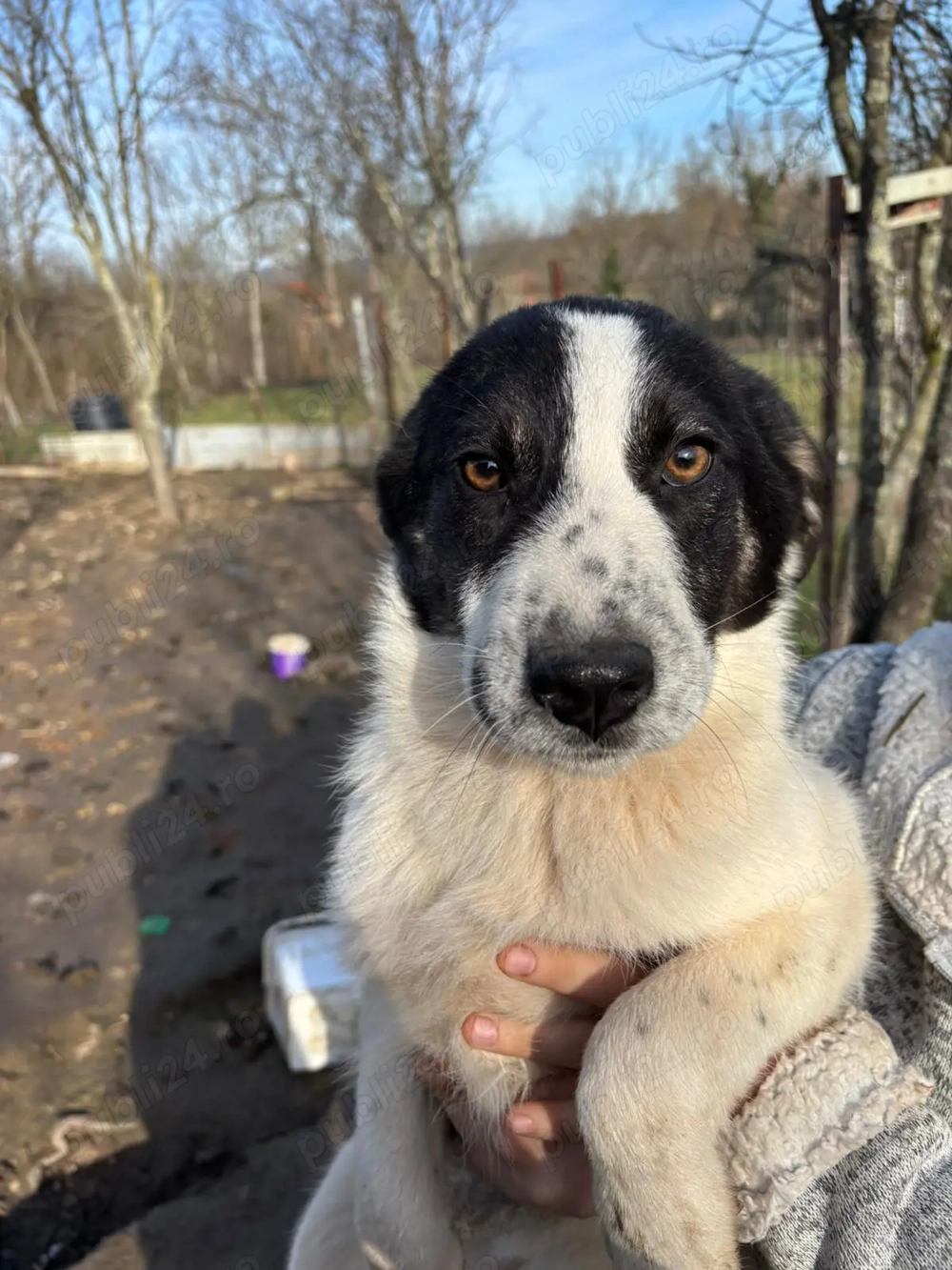 Donez catelusa talie medie 5 luni