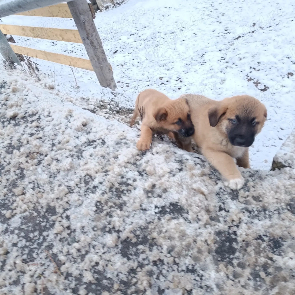 cățeluși ciobănești 