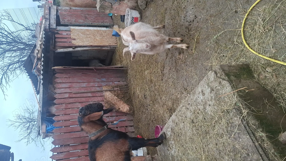 Iede la prima fatare 