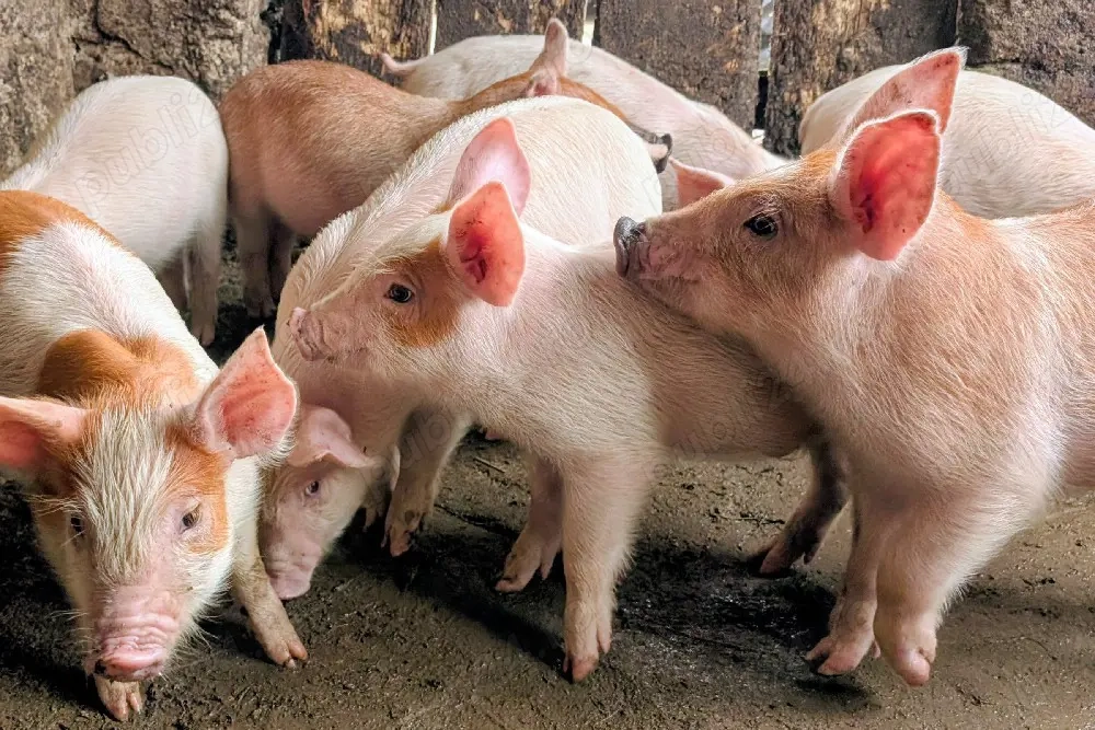 purcei de carne Duroc x Landrace 