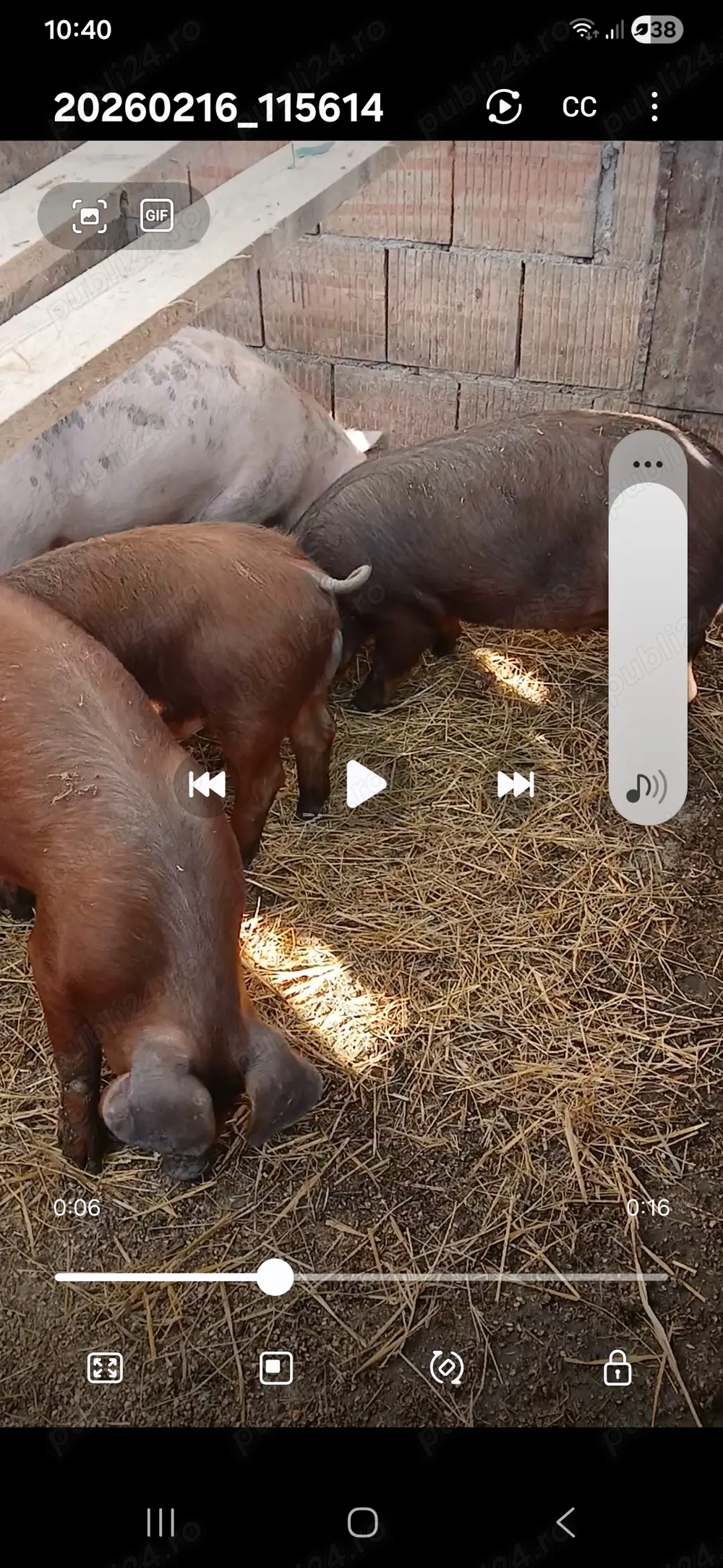 Disponibilt 3 soldani de duroc 2 verus si 1 purcia 