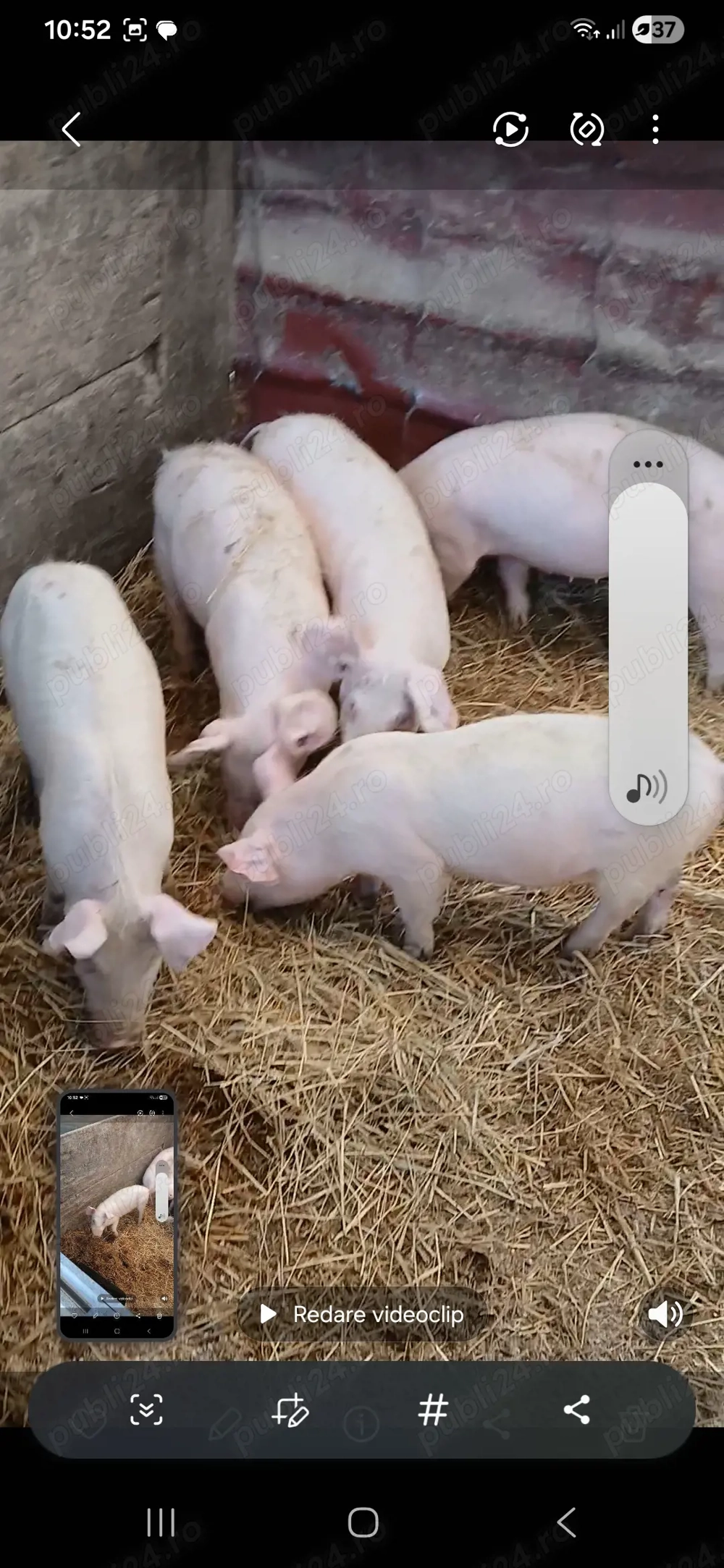 Purcei disponibili greutate intre20 si 25 kg 