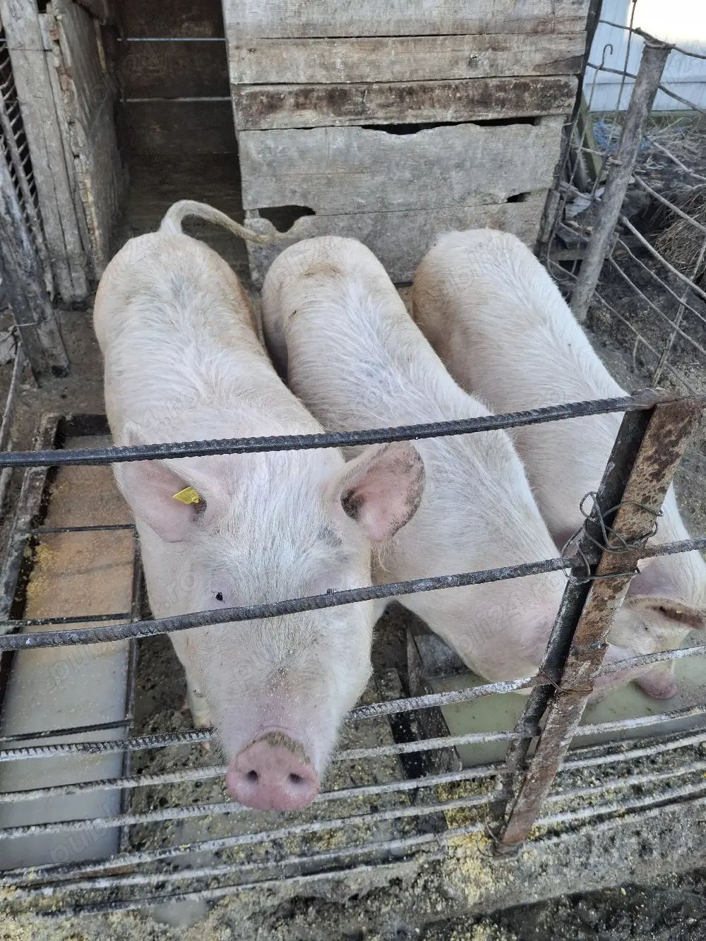 De vanzare, an jur ka 80 kg.