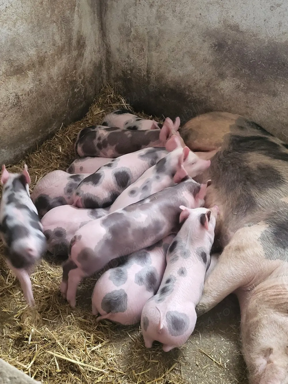 Vand purceii pietrani 