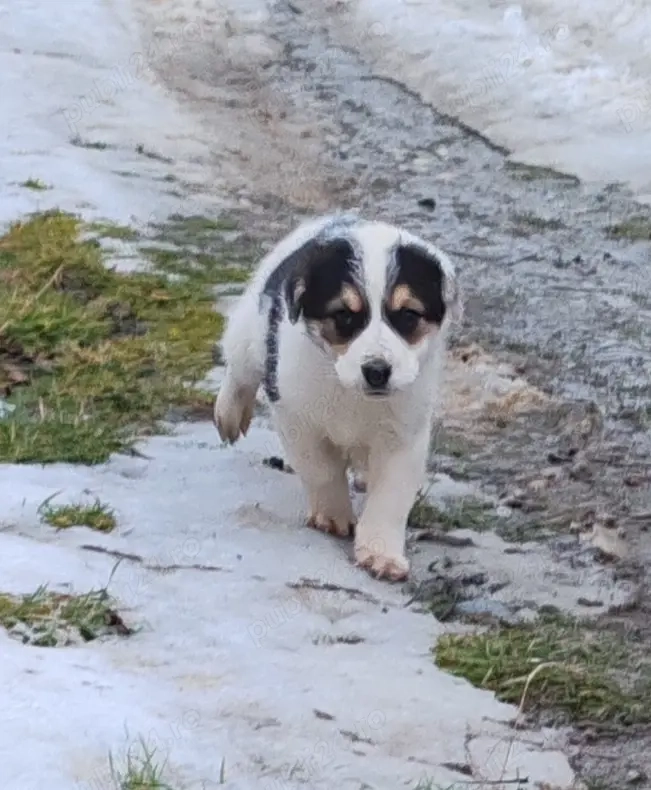 2 cățelușe își caută stăpâni iubitori 