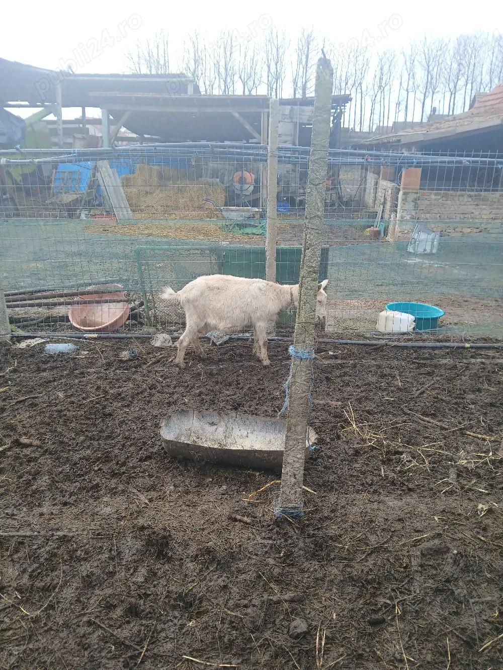 vand trei capre si un tap