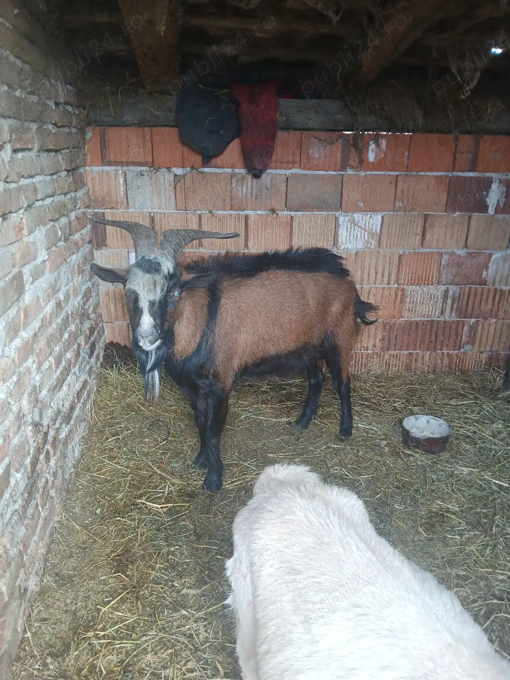 vand trei capre si un tap