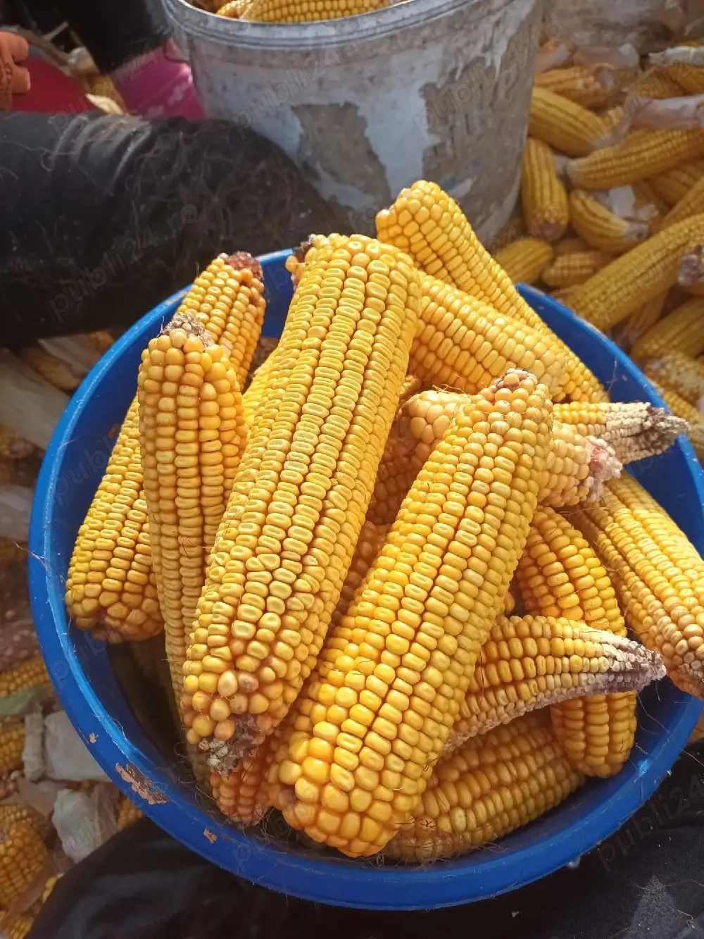 Porumb știulete pentru animale și centrală 