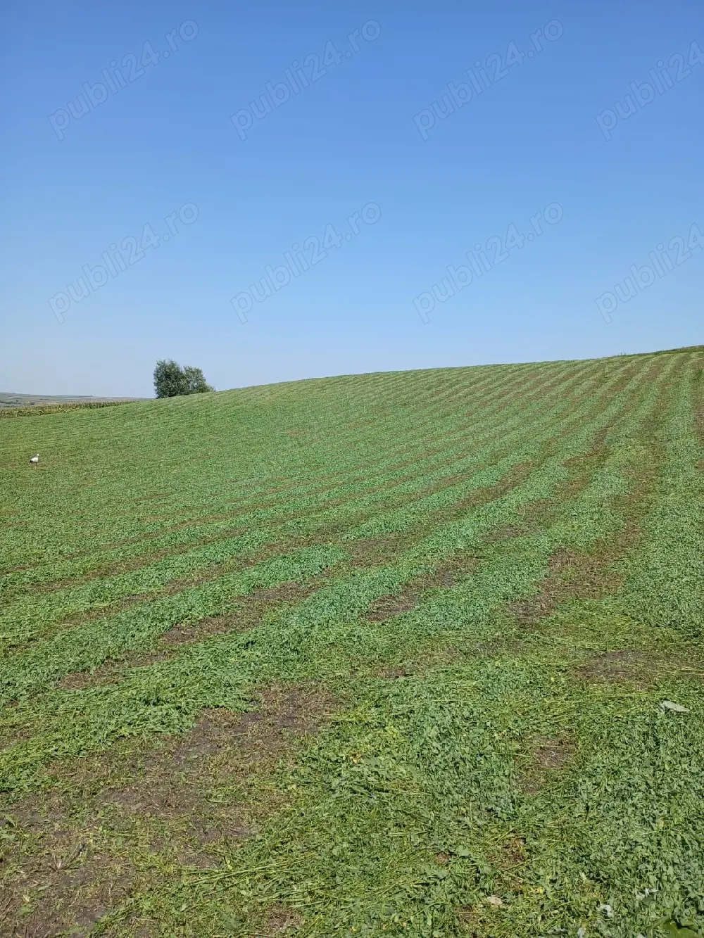 Baloți de lucernă și fân