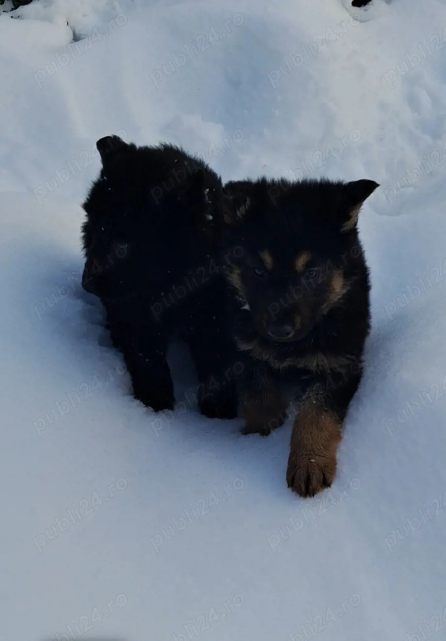 ciobanesc german cu par lung 
