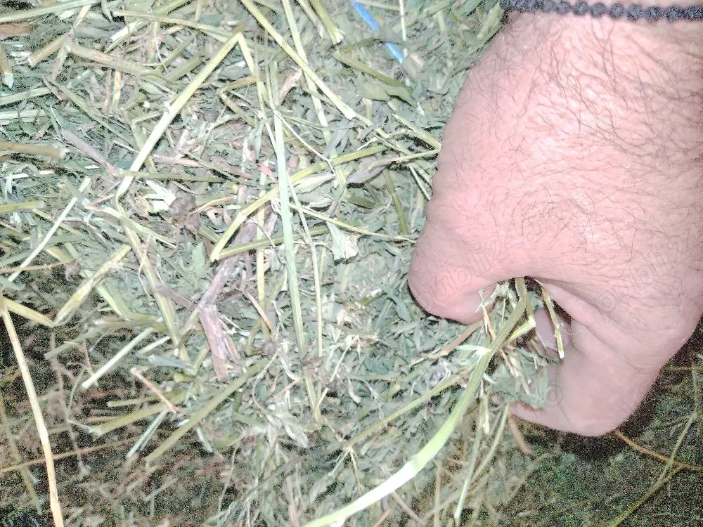 Baloți de lucernă și fân