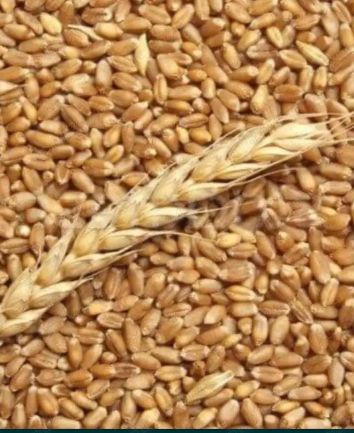 Grâu de panificație Glosa