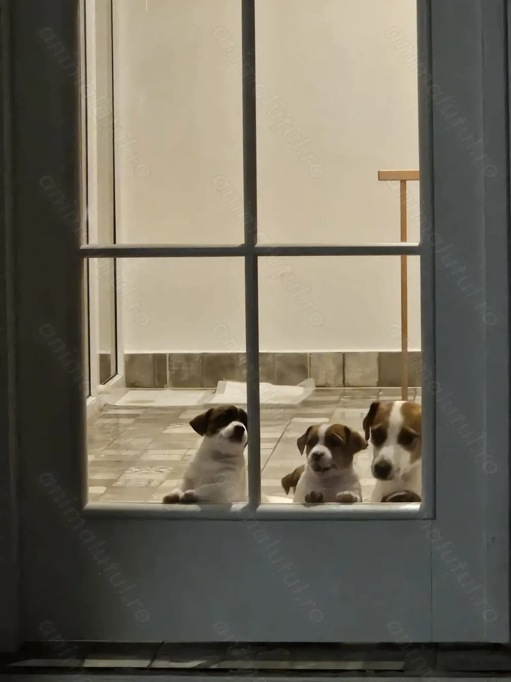 Jack Russell cu pofta de joaca si doritori de afectiune