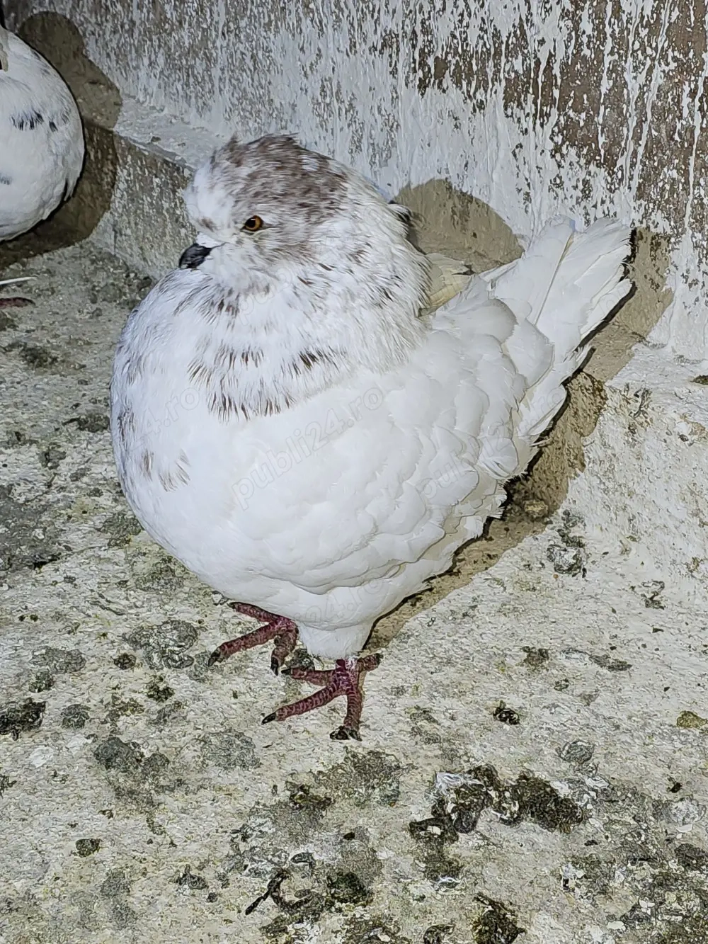 De vanzare porumbei kingi