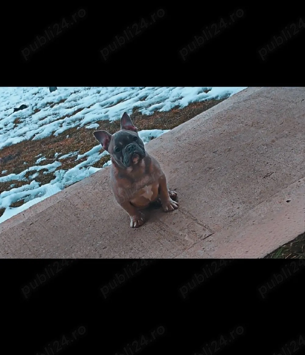 Disponibil pui de bulldog francez mascul   