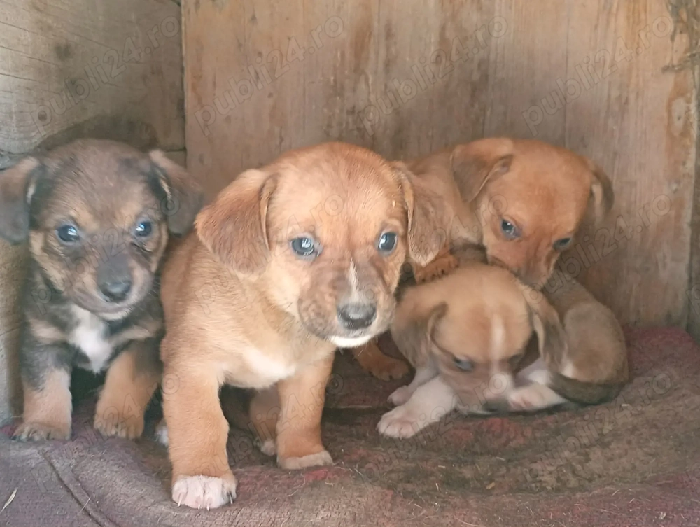 Cățeluși drăguți  își caută gazdă nouă. Se dau gratis.