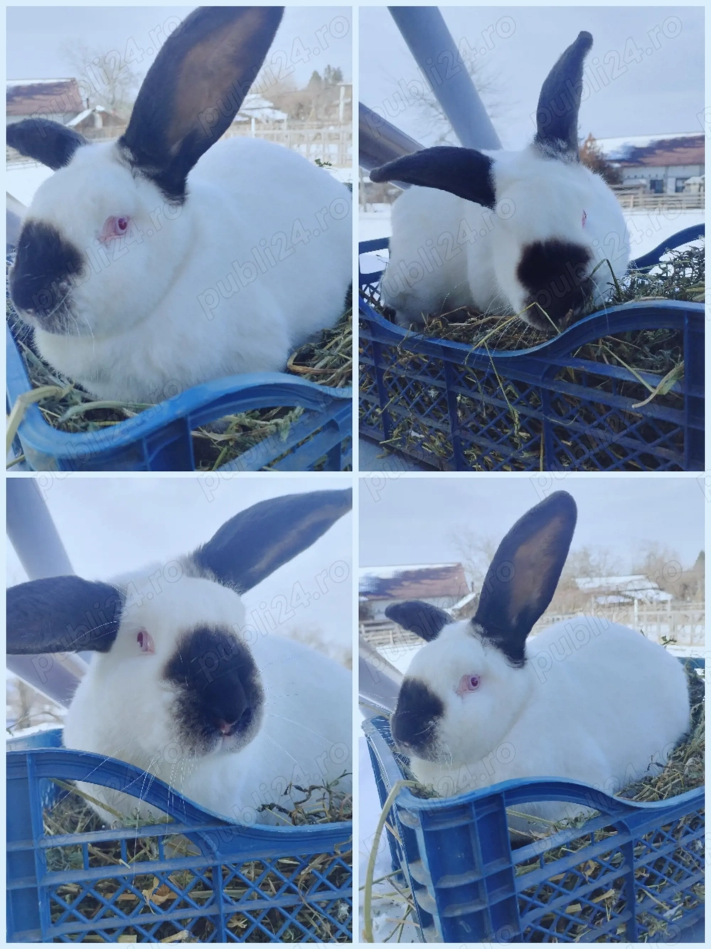 Iepuri de rasa Urias de Transilvania 