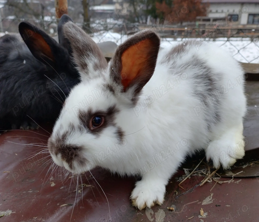 Iepuri de rasa diferite culori 
