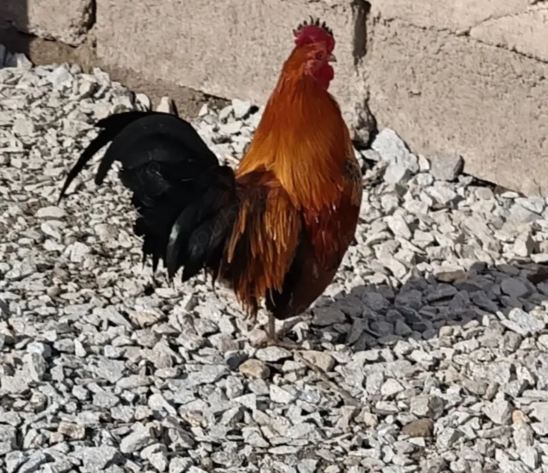 Vand sau schimb cu porumbei iepuri etc  cocosei pitici 