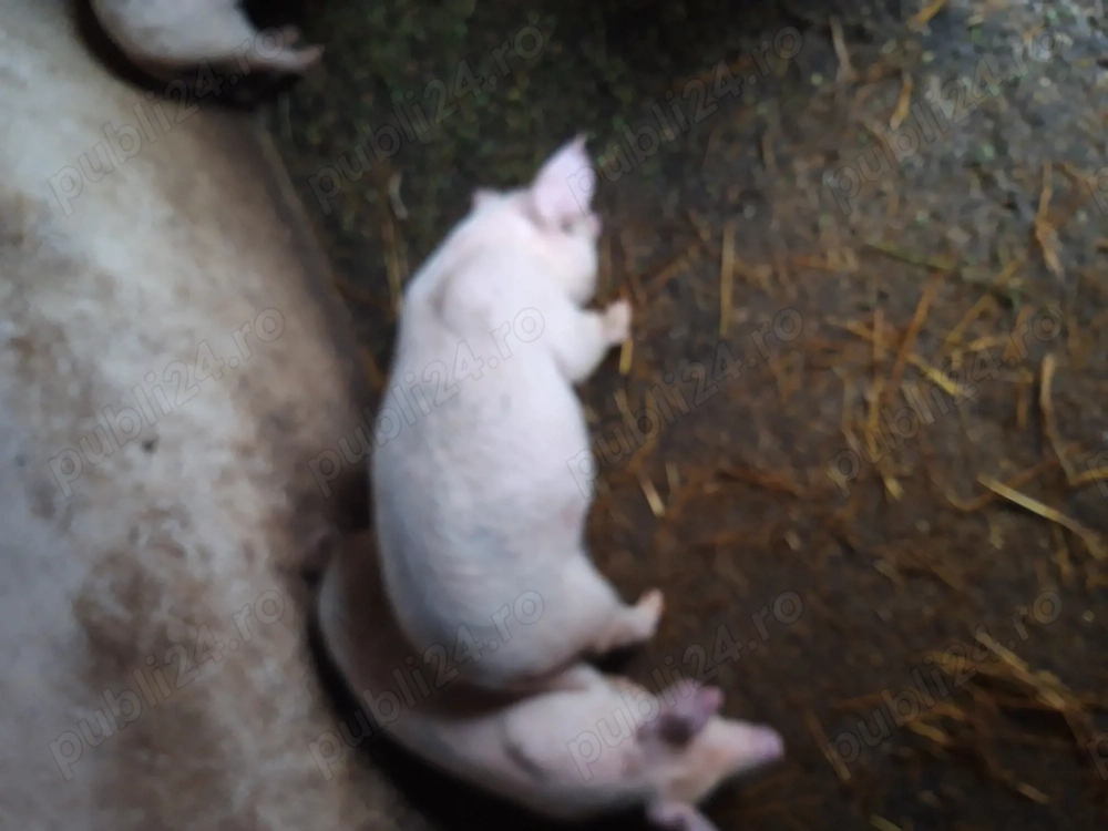 Purcei de vânzare marele alb cu duroc,aprox.20 kg.Pret 500 Ron bucata,ușor negociabil