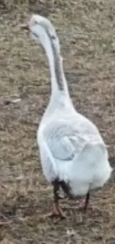 Disponibil gascan tanar de anul trecut foarte mare si frumos 