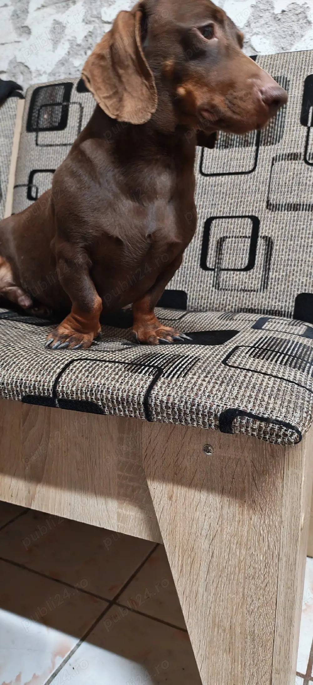 Mascul Teckel Ciocolatiu Pitic 