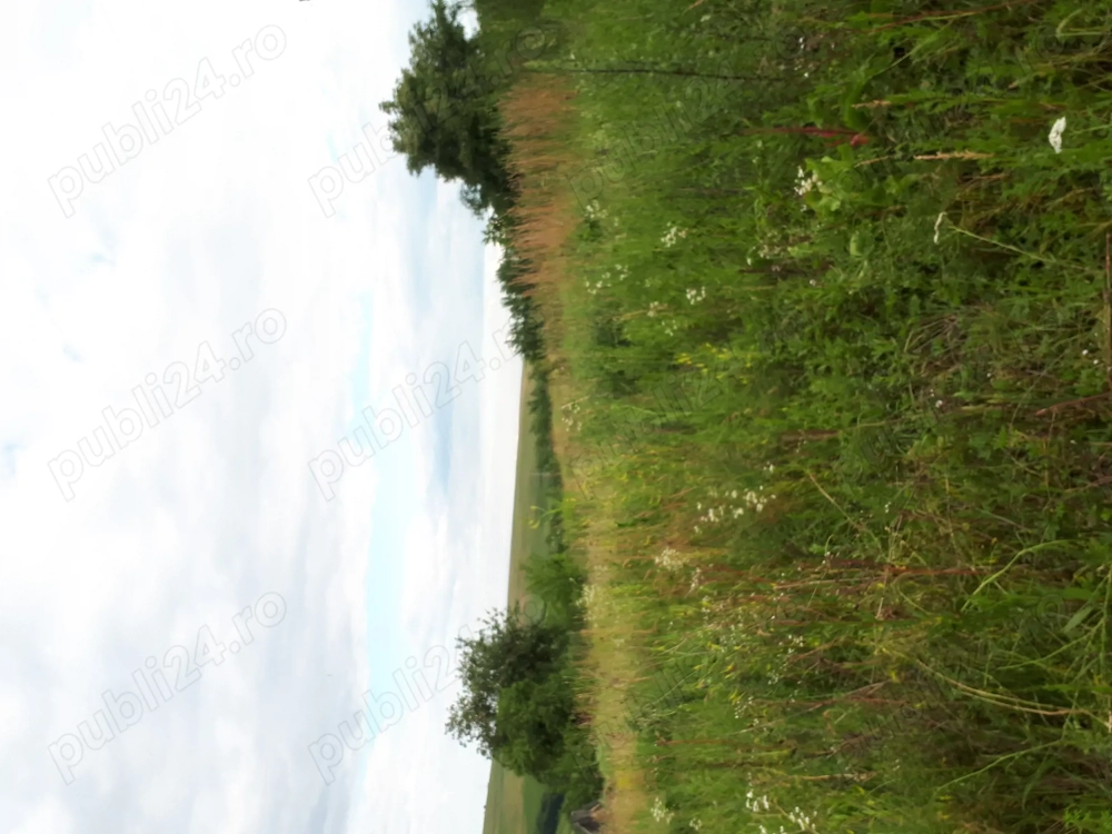 Vand teren 2300 mp in sat Rediu, comuna Aiton, 19 km fata de centrul Clujului, 34 euro mp, 79.000 eu