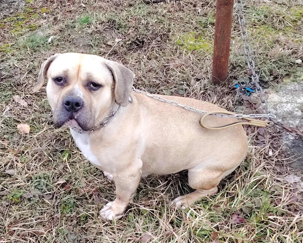  Schimb cățelușă de american bully pocket 